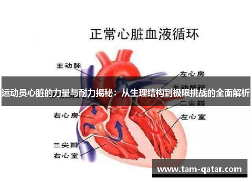 运动员心脏的力量与耐力揭秘：从生理结构到极限挑战的全面解析